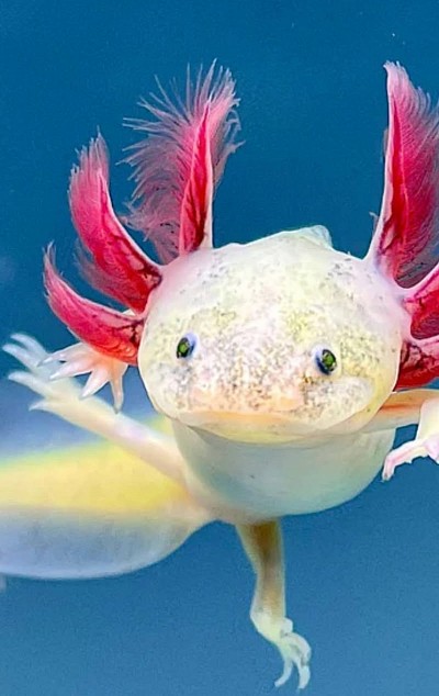 Axolotl for sale new in adorable reptiles