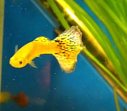 Live food tropical fish ponds for sale