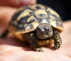 Tortoise for sale reptiles