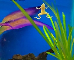 African frogs amphibians